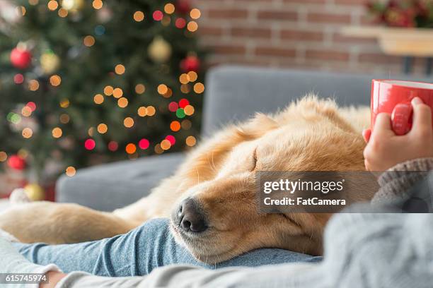 ein nickerchen - christmas tree dog stock-fotos und bilder