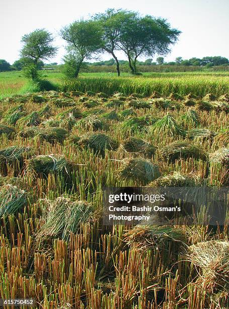 Hay Common Rice 89 Husk Of Hay Stock Photos, High-Res Pictures, and Images - Getty Images