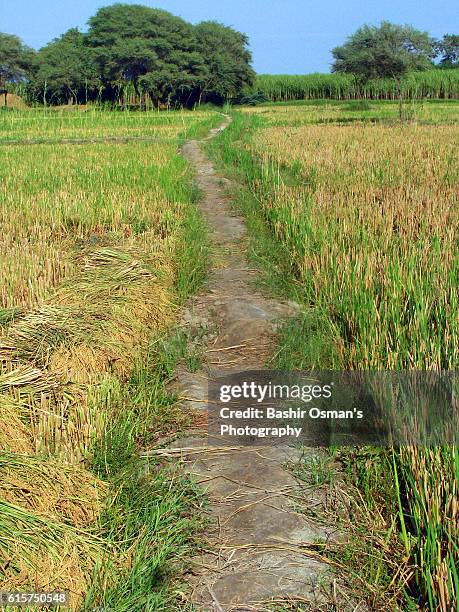 Hay Common Rice 89 Husk Of Hay Stock Photos, High-Res Pictures, and Images - Getty Images