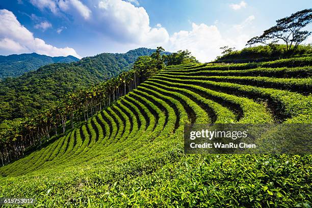 tea bud and leaves. tea plantations - munnar photos et images de collection