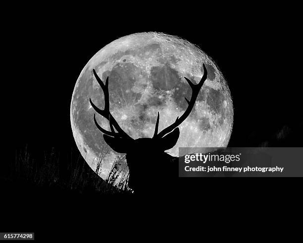 wild stag silhouetted with a full moon. english peak district - soy luna fotografías e imágenes de stock