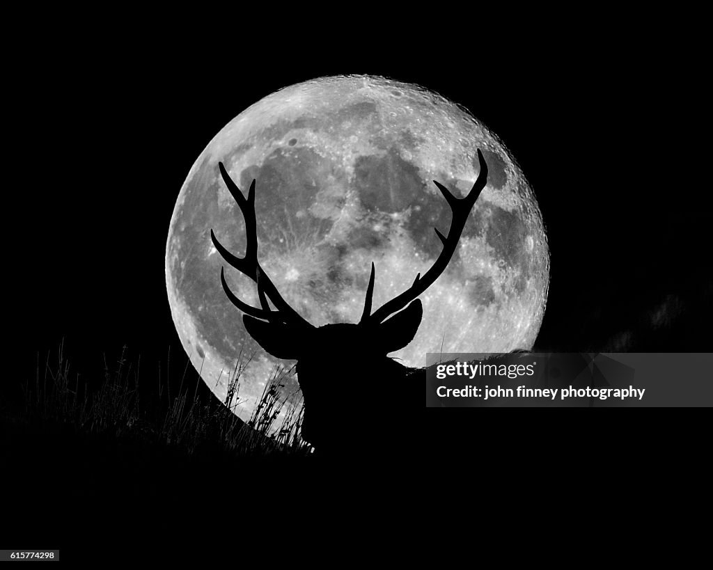 Wild Stag silhouetted with a full moon. English Peak District