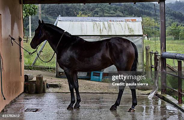 mare - puddle stock pictures, royalty-free photos & images