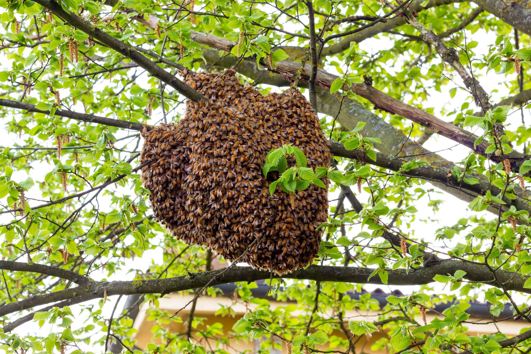 bee swarm