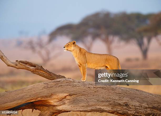 weiblicher löwe in der serengeti, tansania afrika - lion tanzania east africa stock-fotos und bilder
