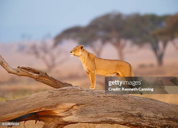 weiblicher löwe in der serengeti, tansania afrika - löwin stock-fotos und bilder