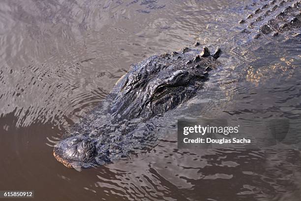 high anglr view of a swamp gator (alligator mississippiensis) - alligator mississippiensis stock pictures, royalty-free photos & images