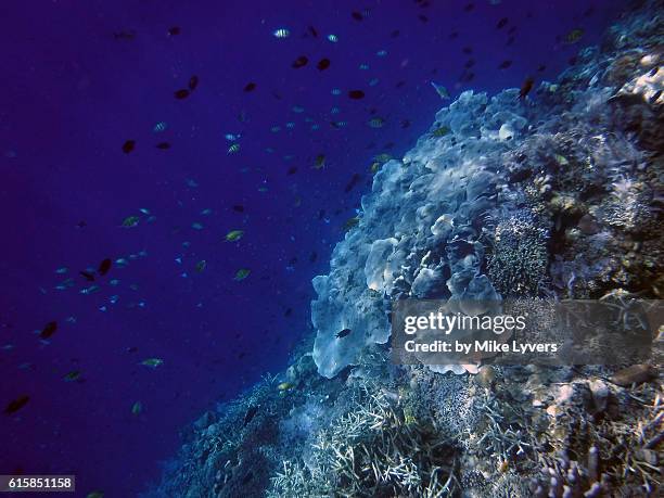 edge of the wall, bunaken timur - bunaken national park stock pictures, royalty-free photos & images