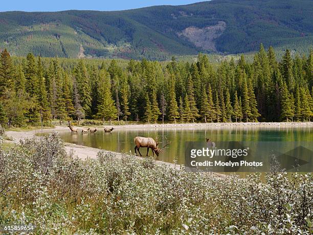 elk herd-annette lake-jasper natl park - canada moose stock pictures, royalty-free photos & images