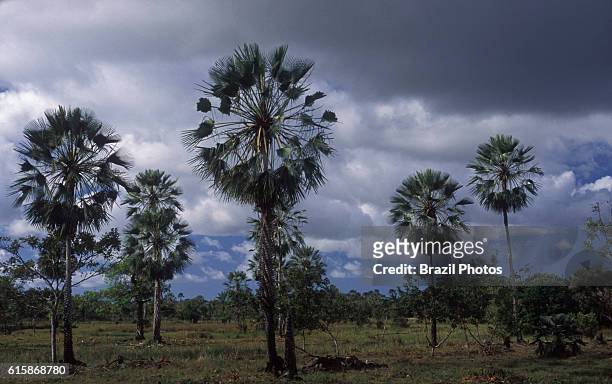 Copernicia prunifera or the carnauba palm or carnaubeira palm is a species of palm tree native to northeastern Brazil. It is the source of carnauba...