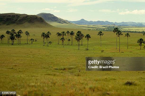 Buriti , vegetation of Cerrado ecosystem, the regional name given to the Brazilian savannas, alson known as the moriche palm at Campo Limpo in Parque...