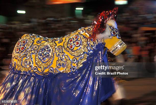 Bumba-meu-boi, popular party that mix religious elements and ancient fables, a Brazilian folk theatrical tradition - Boi Anjo Mimiso - Sao Luis,...