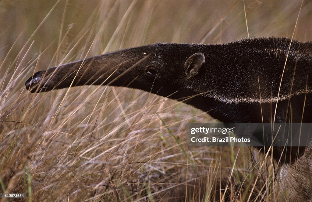 Giant anteater ( Myrmecophaga tridactyla ), in portuguese...