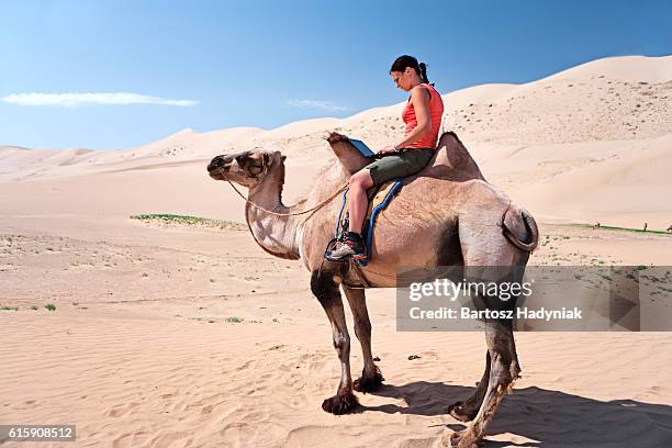 young woman using a laptop on the camel - bactrian camel stock pictures, royalty-free photos & images