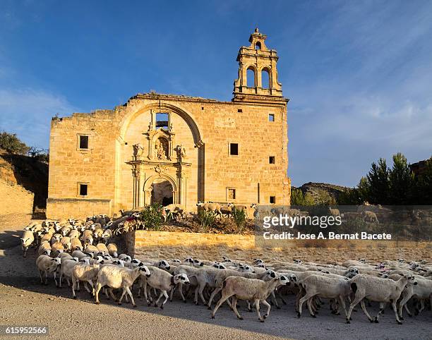 flock of sheeps they happen close to an ancient monastery in ruins in the field - track town classic 2016 stock pictures, royalty-free photos & images