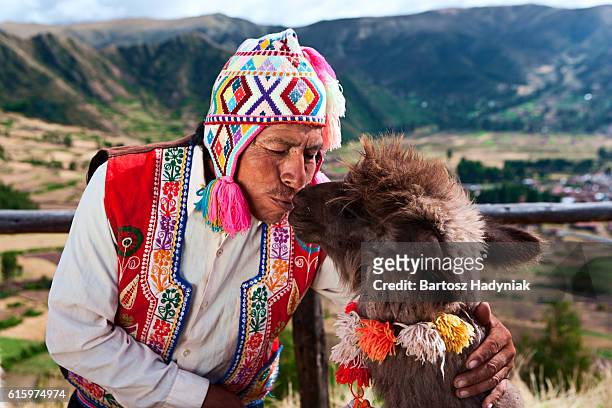 peruvian man kissing llama near pisac, sacred valley, peru - peruvian culture imagens e fotografias de stock
