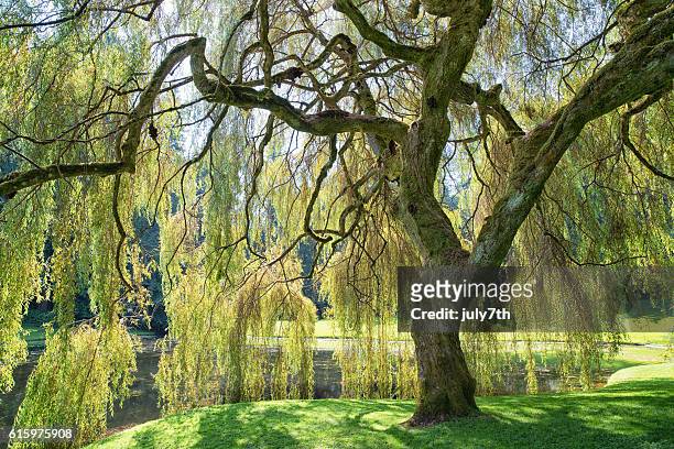 13,838 Willow Tree Photos and Premium High Res Pictures - Getty Images