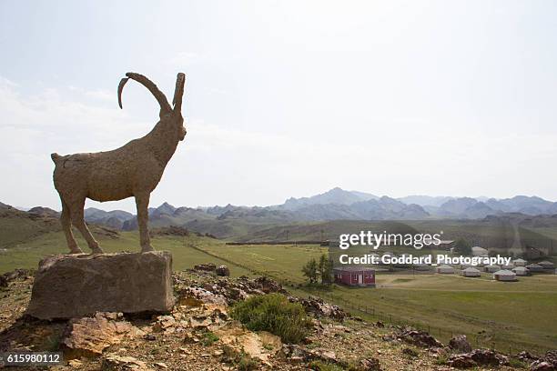 mongolia: ger camp near süüji hudag - argali stock pictures, royalty-free photos & images