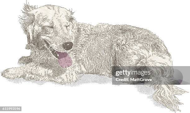 golden retriever - panting stock illustrations