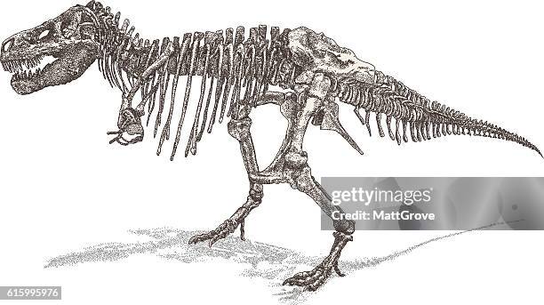ilustraciones, imágenes clip art, dibujos animados e iconos de stock de t rex esqueleto - esqueleto de animal