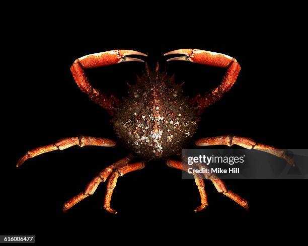 spider crab on black background - spider crab uk stock pictures, royalty-free photos & images