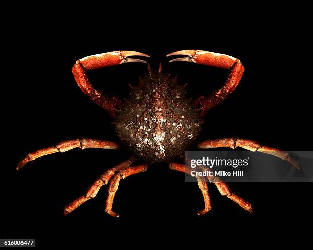 spider crab on black background - c100 stock pictures, royalty-free photos & images