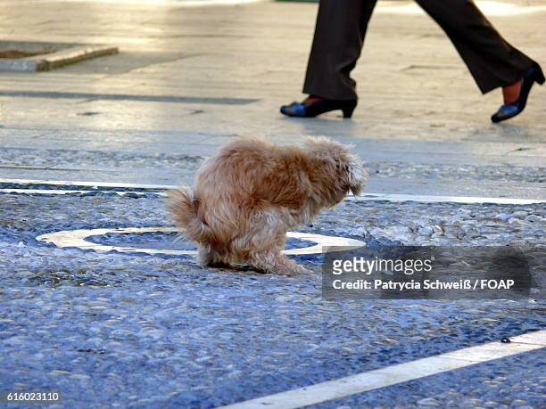 dog urinating in public place - patrycia schweiß stock pictures, royalty-free photos & images
