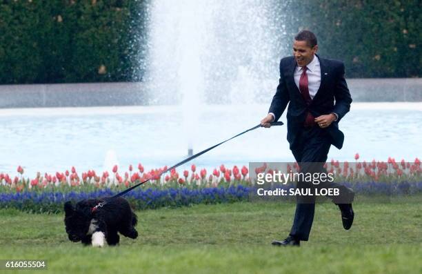 President Barack Obama is pulled by the family's new six-month old Portuguese water dog Bo as he walks on the South Lawn of the White House in...