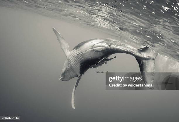 humpback whale calf near the surface - tourism in tonga stock pictures, royalty-free photos & images