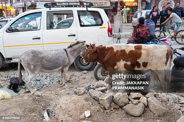 animals in main bazaar, leh, ladakh, india. - ass india stock pictures, royalty-free photos & images