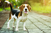 beagle puppy standing on the walkway in public park