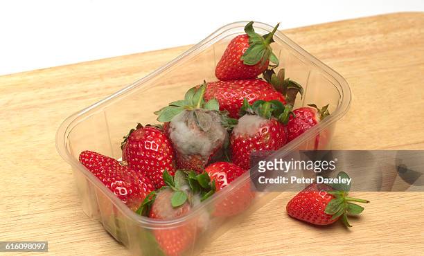 mouldy strawberries in container - marcio foto e immagini stock