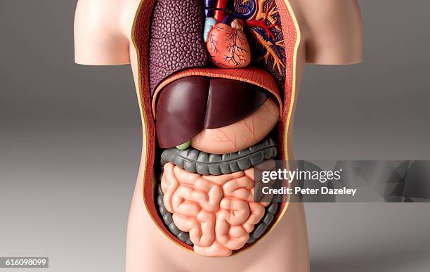 stomach pain model - human intestine stockfoto's en -beelden