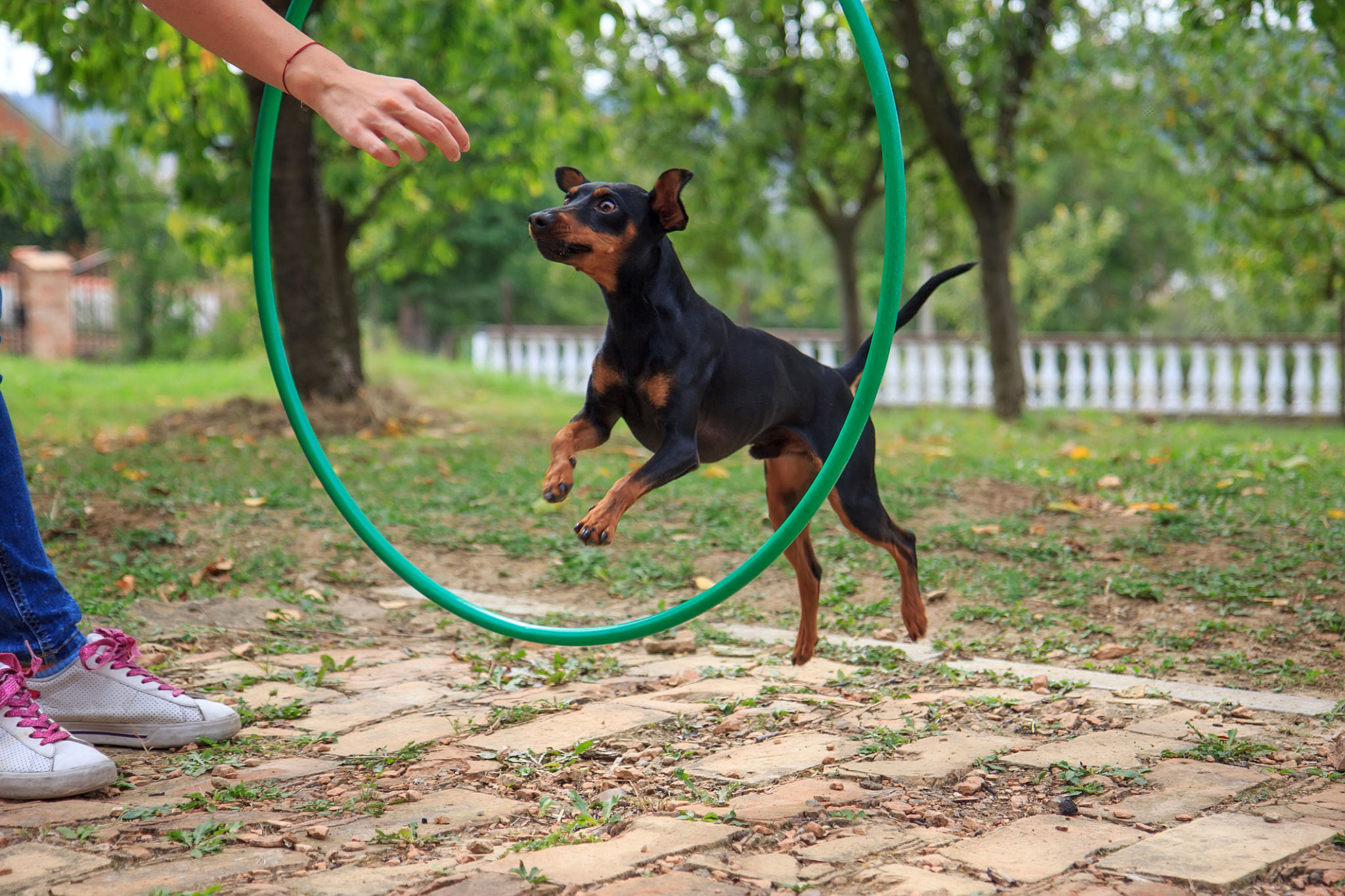 Miniature Pinscher Miniature Pinscher