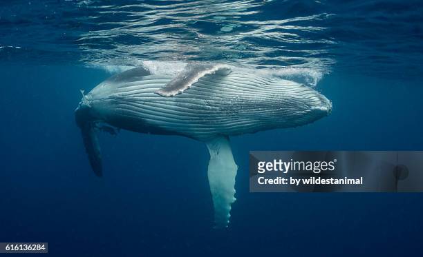 humpback whale calf near the surface - ballenato fotografías e imágenes de stock