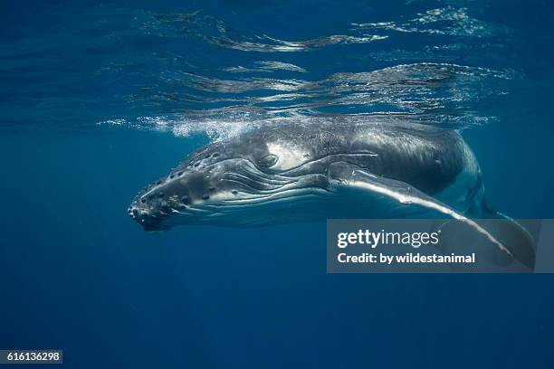 humpback whale calf near the surface - tourism in tonga stock pictures, royalty-free photos & images