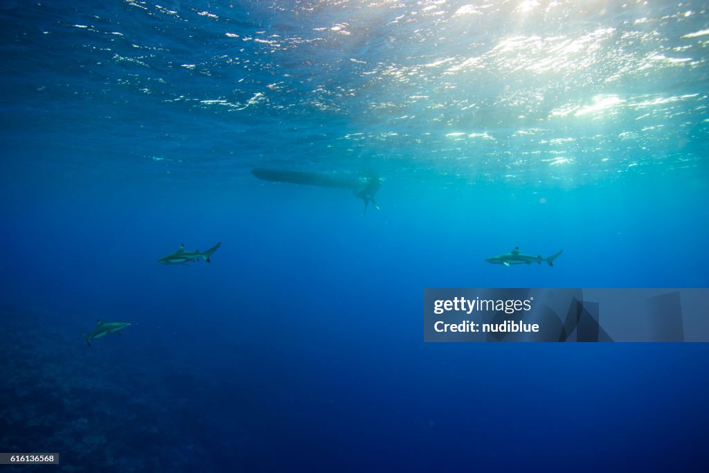 Sharks with diver