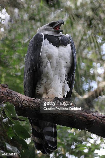 low angle view of harpy eagle calling out. parque das aves (bird park), foz do iguaçu, paraná state, brazil - harpies stock pictures, royalty-free photos & images
