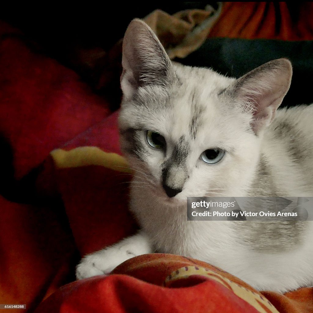 Blue Eyed Kitty on a Red Blanquet