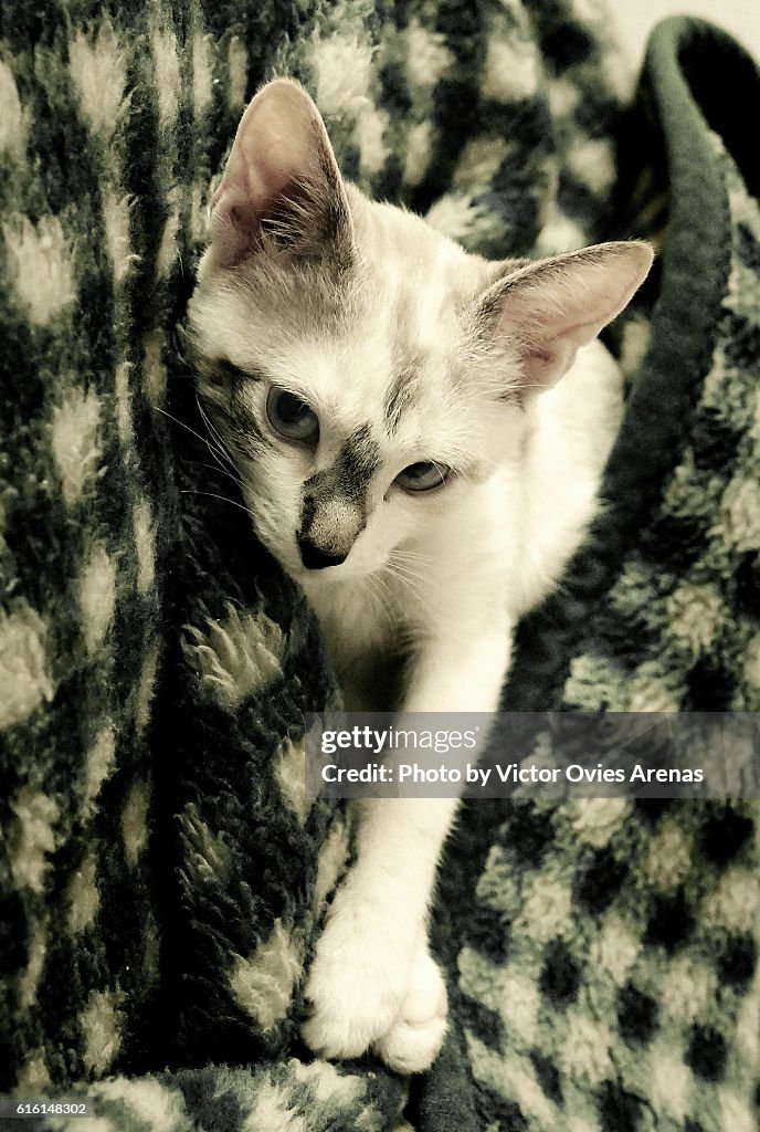 Blue Eyed Kitty on a Green and White Grid Blanquet