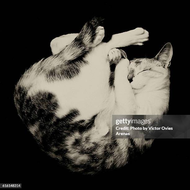 Contorted Cat 30 Contortionist Cat Stock Photos, High-Res Pictures, and Images ...