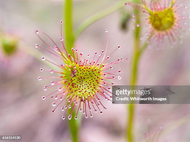 macro of sticky sundew or flycatcher plant with sticky pink tentacles - rocío del sol fotografías e imágenes de stock