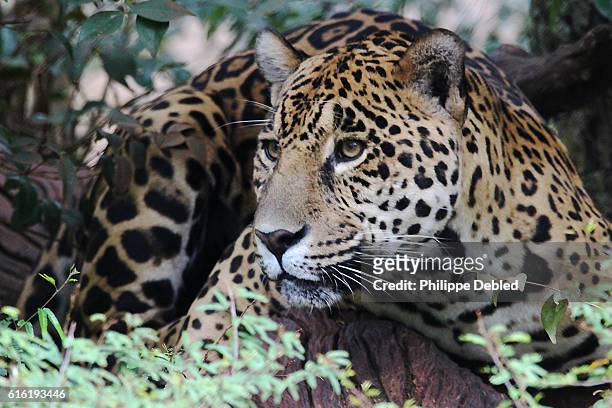 close-up of a jaguar, foz do iguaçu, paraná state, brazil - one jaguar stock pictures, royalty-free photos & images