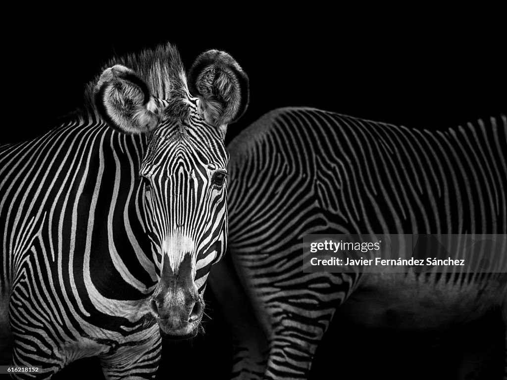 Composition in a shady area, with the natural striped design of the skin of two grevy zebras. Black and white.
