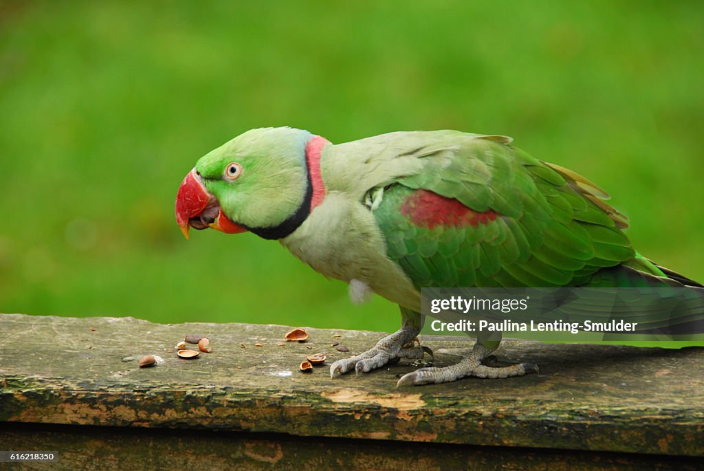 Alexandrine Parakeet Eating frome some nuts.