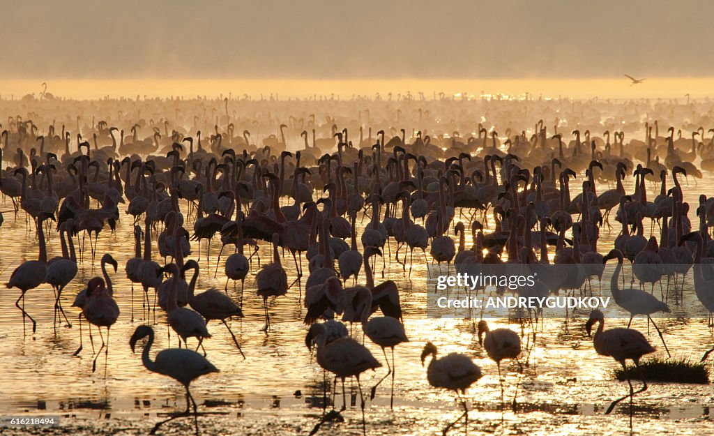 Big group flamingos on the lake. Kenya.