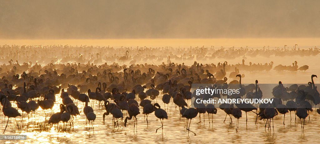 Big group flamingos on the lake. Kenya.