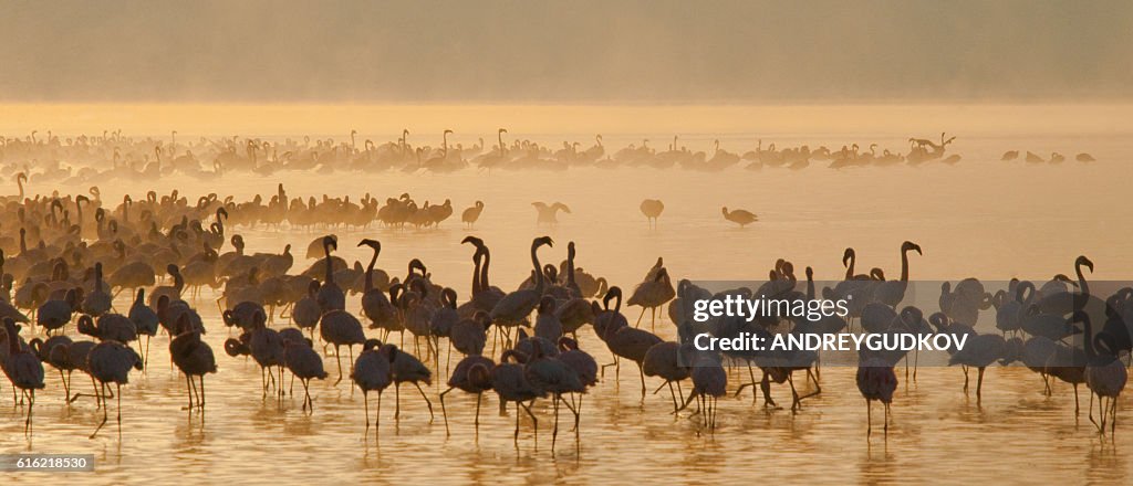 Big group flamingos on the lake. Kenya.