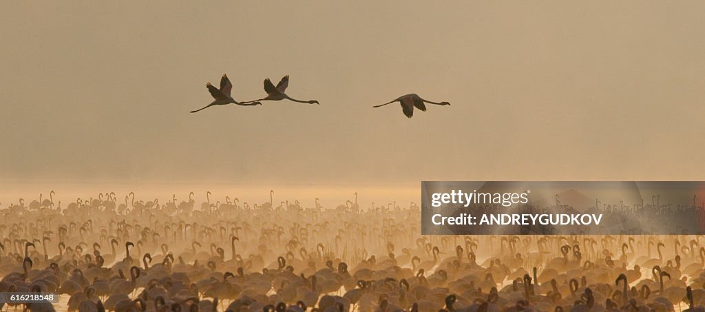 Big group flamingos on the lake. Kenya.