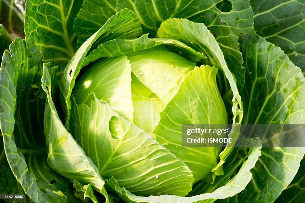 Fresh cabbage in the vegetable garden